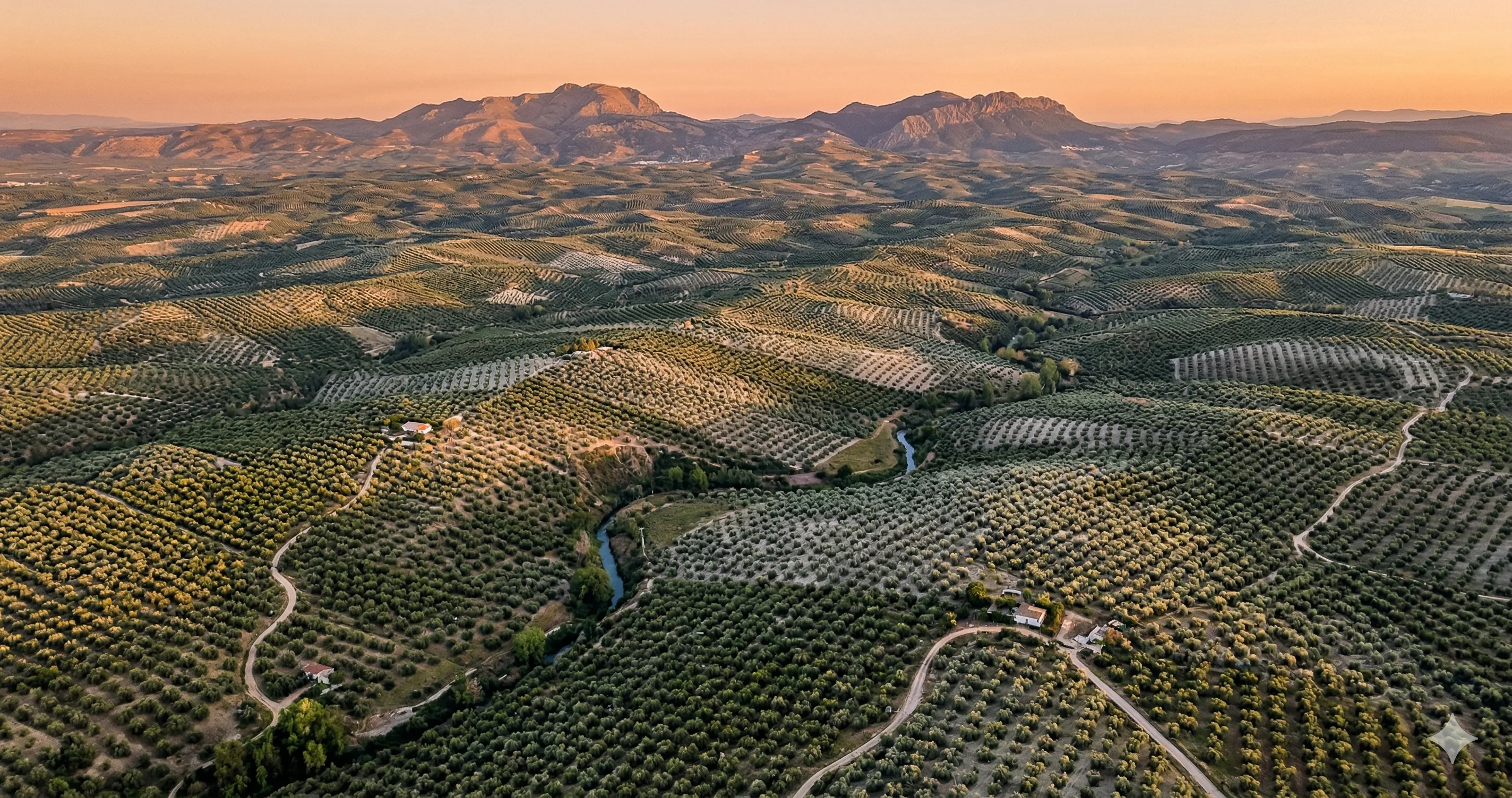 El sector agroalimentario español: dónde encaja tu olivar
